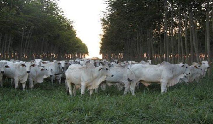 Iagro prorroga até dia 15 de junho atualização cadastral e declaração semestral de rebanhos no Estado
