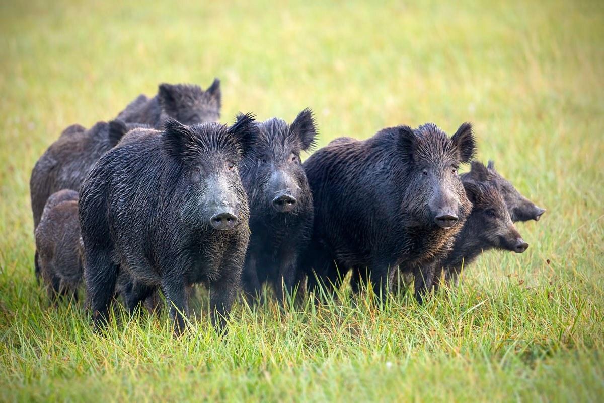 Invasão de animais, como javalis, nas lavouras de milho podem trazer perdas de 35% a 40% da produção