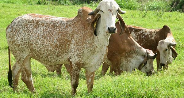 Inventário mede o impacto ambiental da cadeia leiteira brasileira.