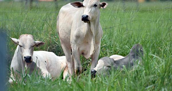 Mato Grosso do Sul tem o 5º maior rebanho bovino confinado do Brasil.