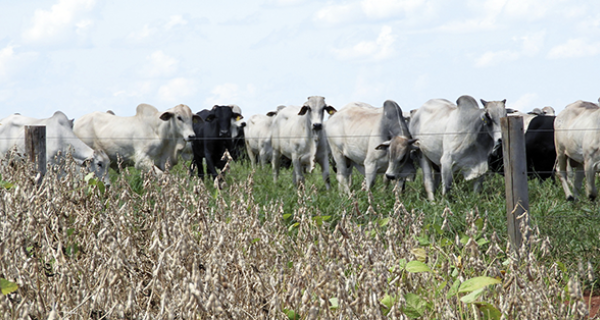 PIB da agropecuária sobe 21,60% no 1º trimestre de 2023 ante o 4º tri de 2022.