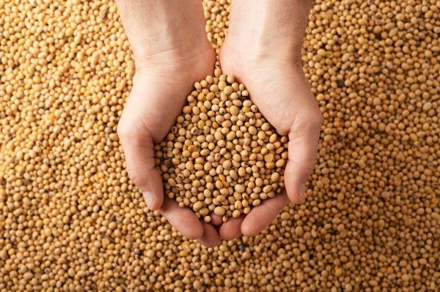 Soja cede forte em Chicago nesta 3ª feira com previsão de melhores chuvas para o Corn Belt
