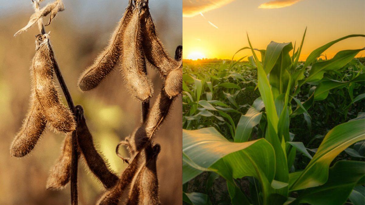 USDA deve revisar programa de exportações de soja e milho para 23/24 com vendas tímidas, avalia Agrinvest
