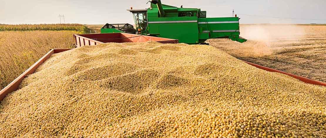 Colheita de soja do Brasil deve crescer 4,5% em 23/24