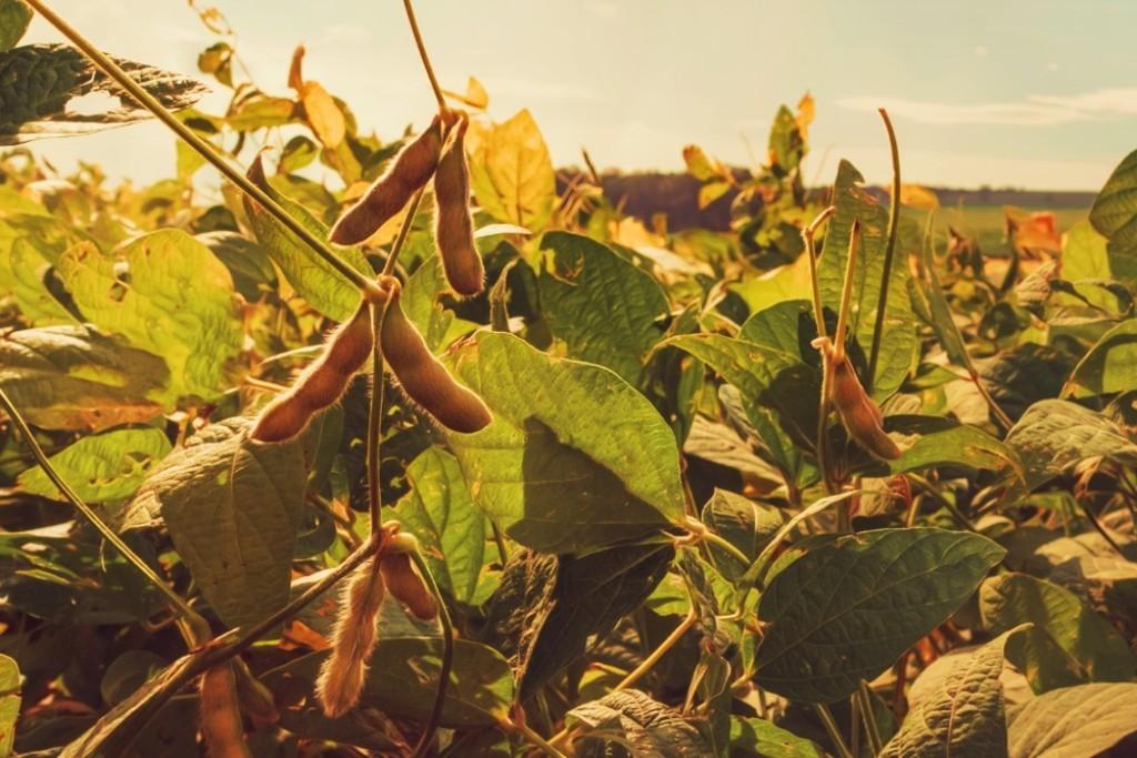Soja: Mercado realiza lucros em Chicago nesta 6ª feira após semana de intensa volatilidade
