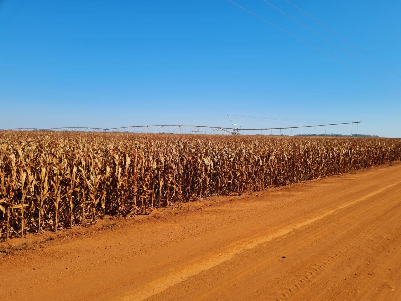 Você sabia? Mato Grosso do Sul ocupa o 7º lugar no ranking de captação de crédito rural