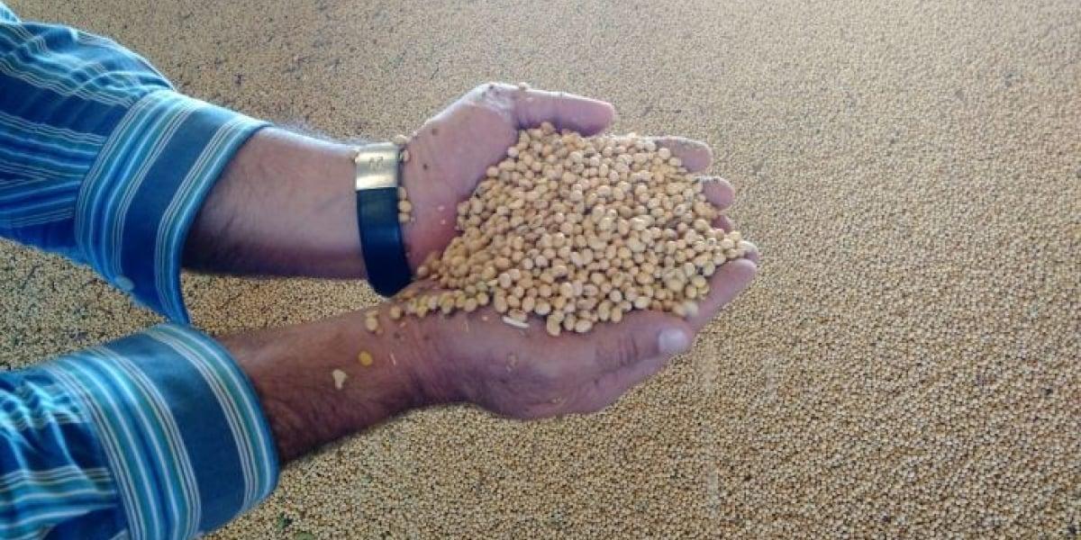 Comercialização de soja da safra 2022/23 perde força em agosto, mas nova melhora