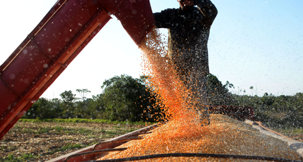 Faturamento do agronegócio de Mato Grosso do Sul ultrapassa os R$ 50 bilhões.