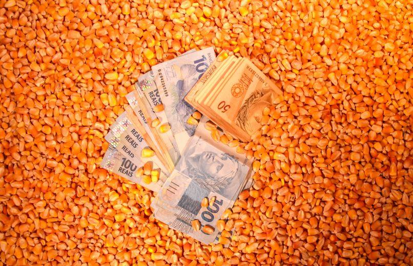 Milho abre a segunda-feira operando no campo positivo da B3