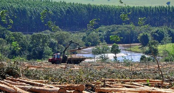 Na terra do boi e da soja, eucalipto é o melhor negócio  Leia mais em: https://www.acrissul.com.br/noticias/na-terra-do-boi-e-da-soja-eucalipto-e-o-me