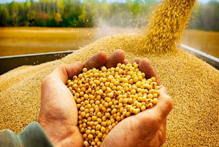 No aguardo do relatório do USDA, soja inicia a semana com leves quedas na Bolsa de Chicago