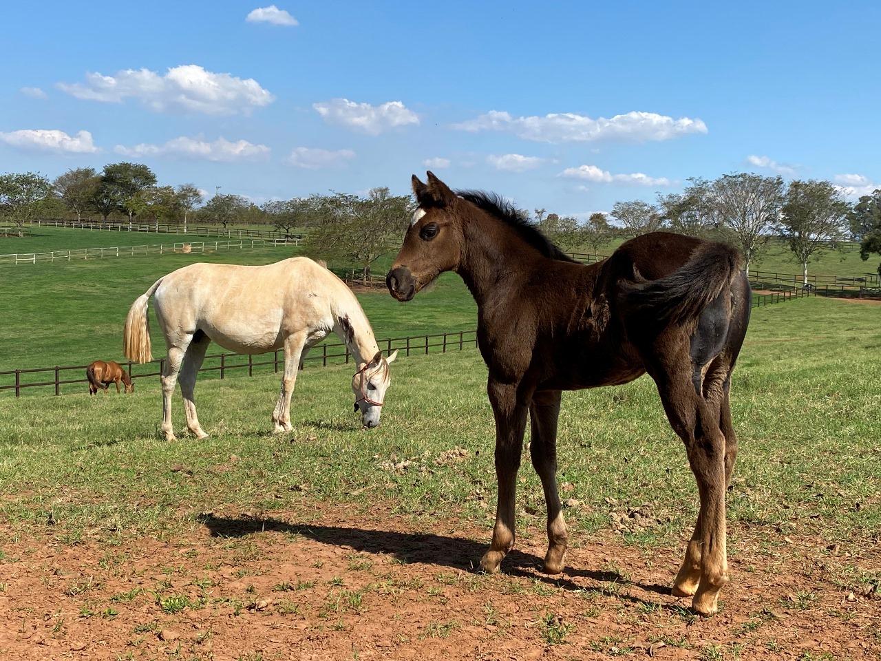 Potro suplementado a partir do primeiro mês cresce saudável