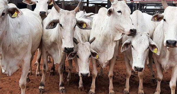 SAD promove nesta terça-feira leilão online de 64 bovinos da raça nelore.