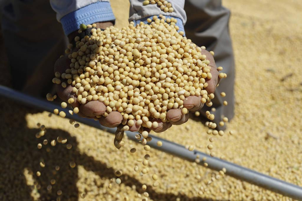 Soja opera com leves perdas nesta 2ª na Bolsa de Chicago com mercado à espera de novidades