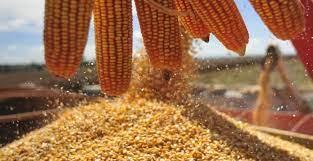 USDA aumenta safra de milho e Bolsas respondem caindo nesta terça-feira