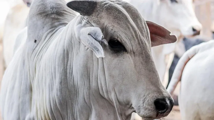 Semana fecha com estabilidade nos preços da arroba do boi gordo