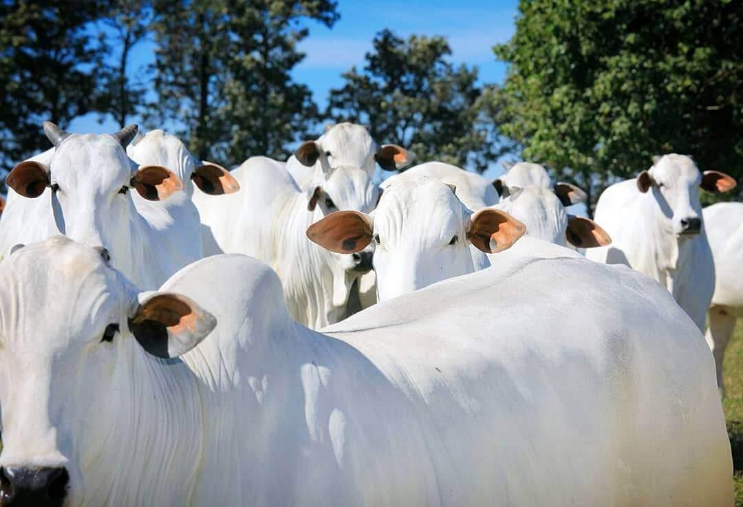 Cotação da arroba do boi gordo sobe em São Paulo e outras praças pecuárias brasileiras