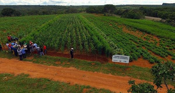 Estratégias agroecológicas garantem produção de alimentos saudáveis e resistência às adversidades