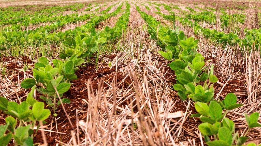 Oito estados já concluíram plantio da soja; veja lista