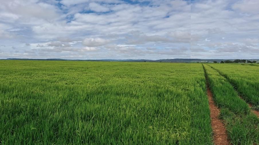Cultivar da Embrapa dobra área plantada com arroz em Goiás e produtividade aumenta 175%