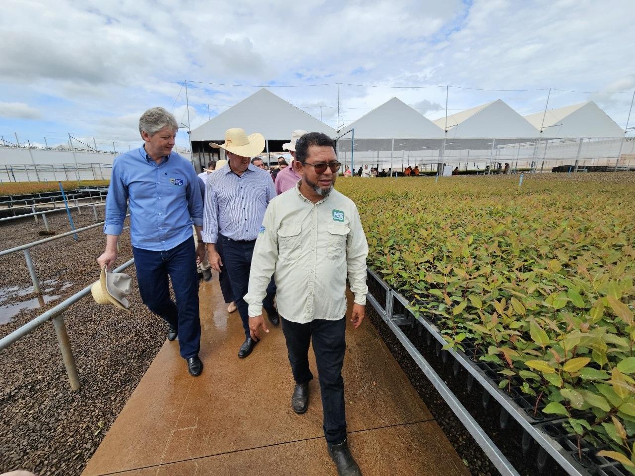Vale da Celulose: com fomento do Governo para o setor florestal, MS entra no ciclo da genética florestal e projetos socioeconômicos de inclusão