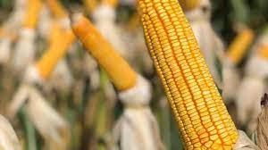 Volatilidade moderada marca o fechamento do mercado de milho na B3 e em Chicago