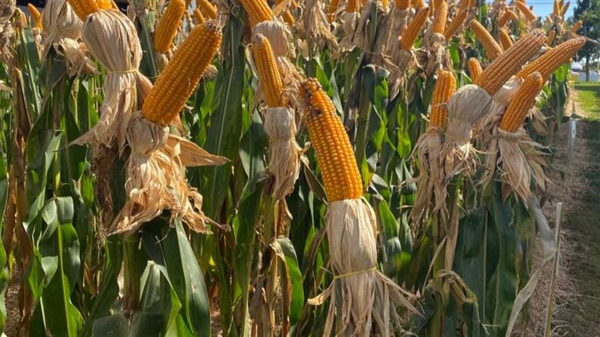Milho recua até 1,4% em Chicago nesta terça-feira diante de rápido avanço do plantio nos EUA