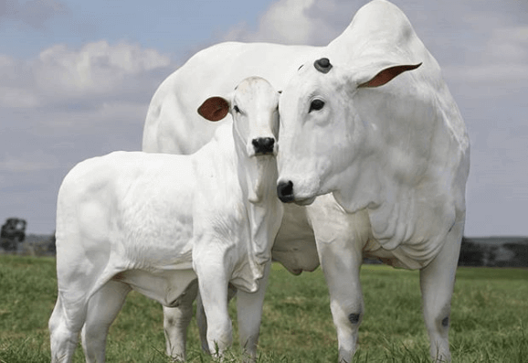 Integração Genética: Brasil e Bolívia Fortalecem Liderança do Nelore na América do Sul