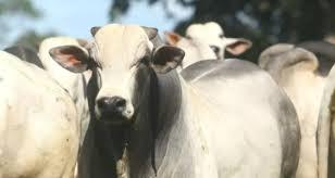 Pecuaristas seguram boiada e testam paciência do mercado