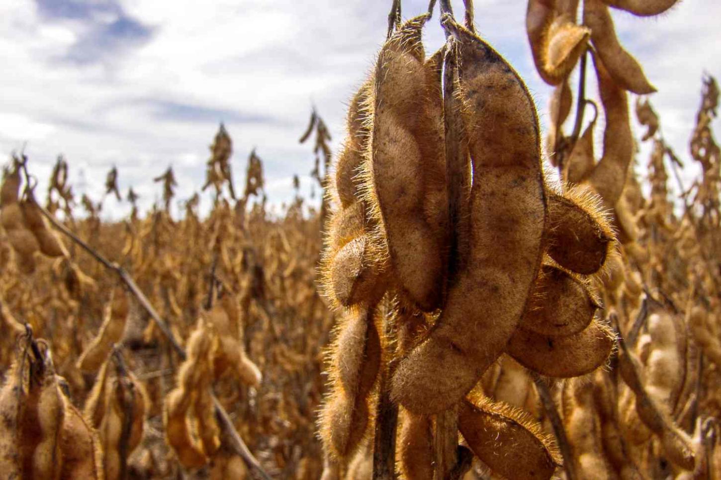 Soja atinge pico em reais com dólar, mas aversão ao risco segura vendas