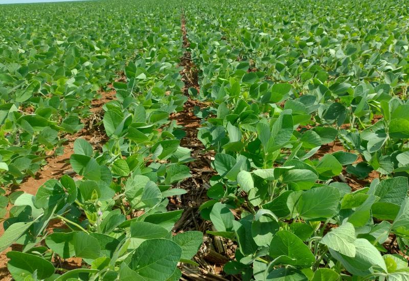 Maracaju lidera a produção de soja em Mato Grosso do Sul, aponta levantamento do SIGA-MS
