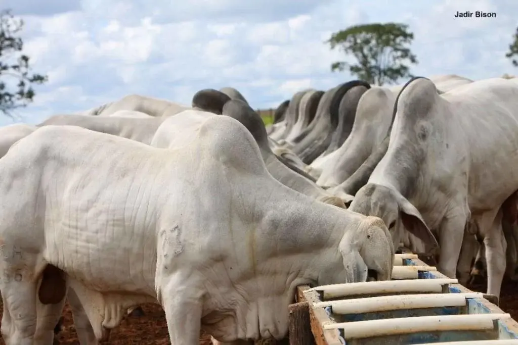 Movimento nacional de ajuste na oferta contrasta com o cenário sul-mato-grossense, que preserva equilíbrio operacional