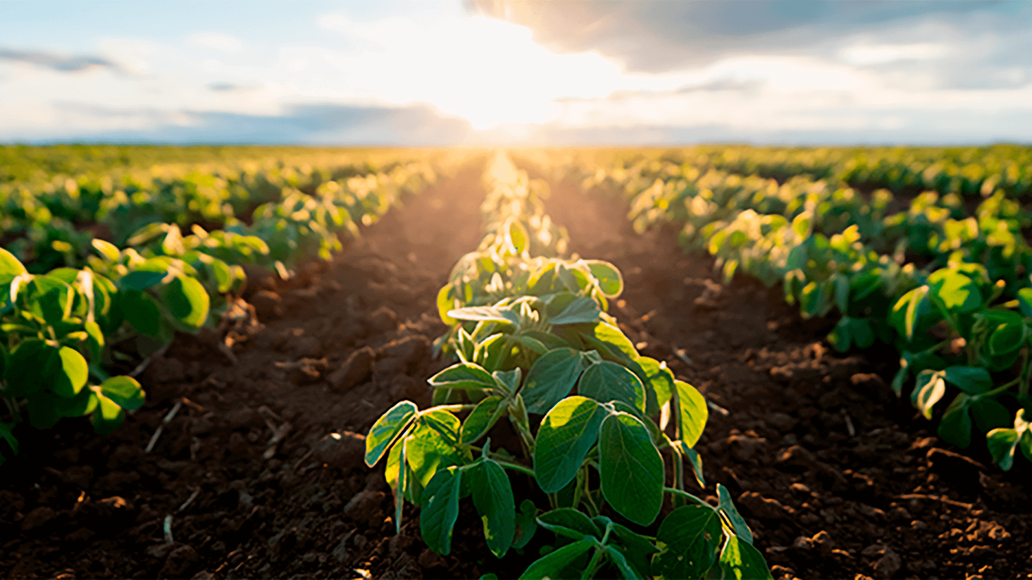Clima trava colheita, mas mercado reage e cria oportunidade na soja