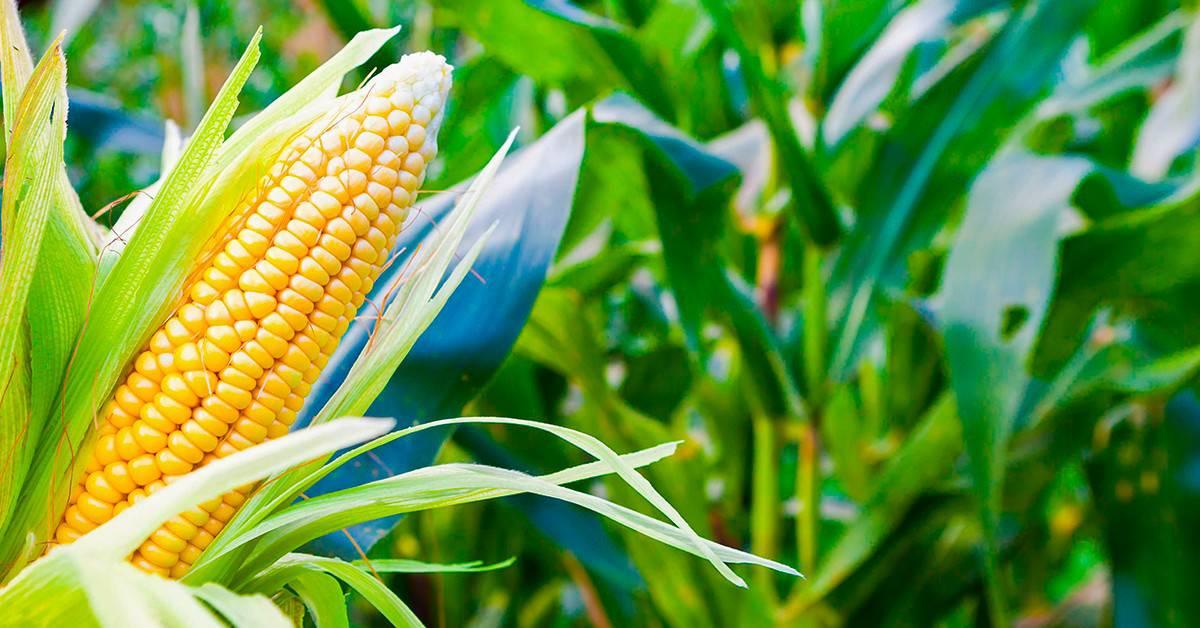 Milho 2026: Centro-Sul acelera plantio e mercado projeta preços