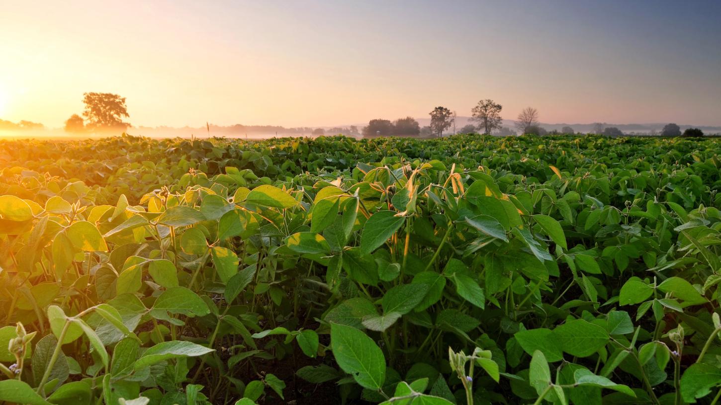 Soja fecha em alta técnica e pode abrir janela estratégica ao produtor