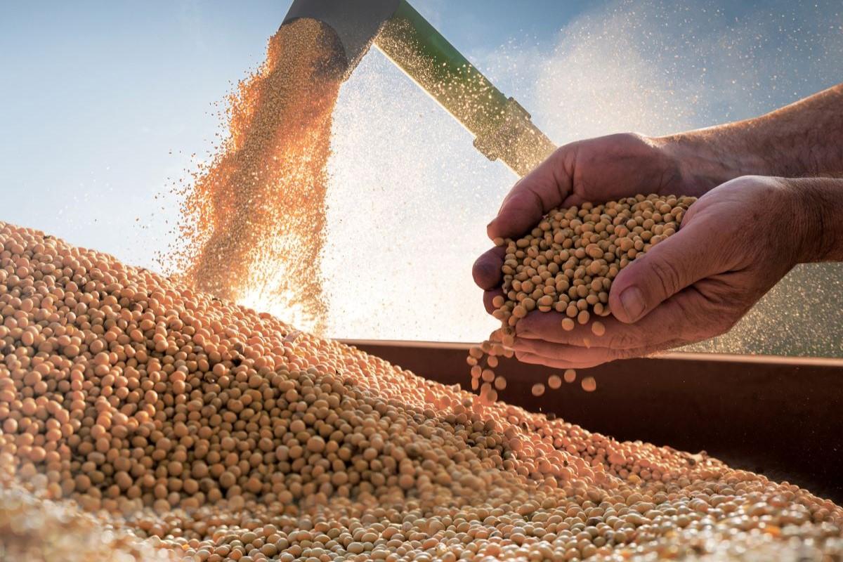 Alta em Chicago anima mercado da soja, mas preços no Brasil permanecem estáveis