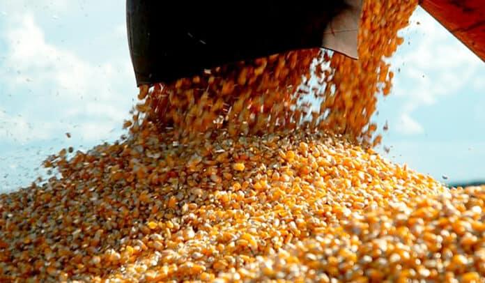 Milho recua mais de 1% na B3 nesta 3ª feira pressionado pelo dólar e por Chicago