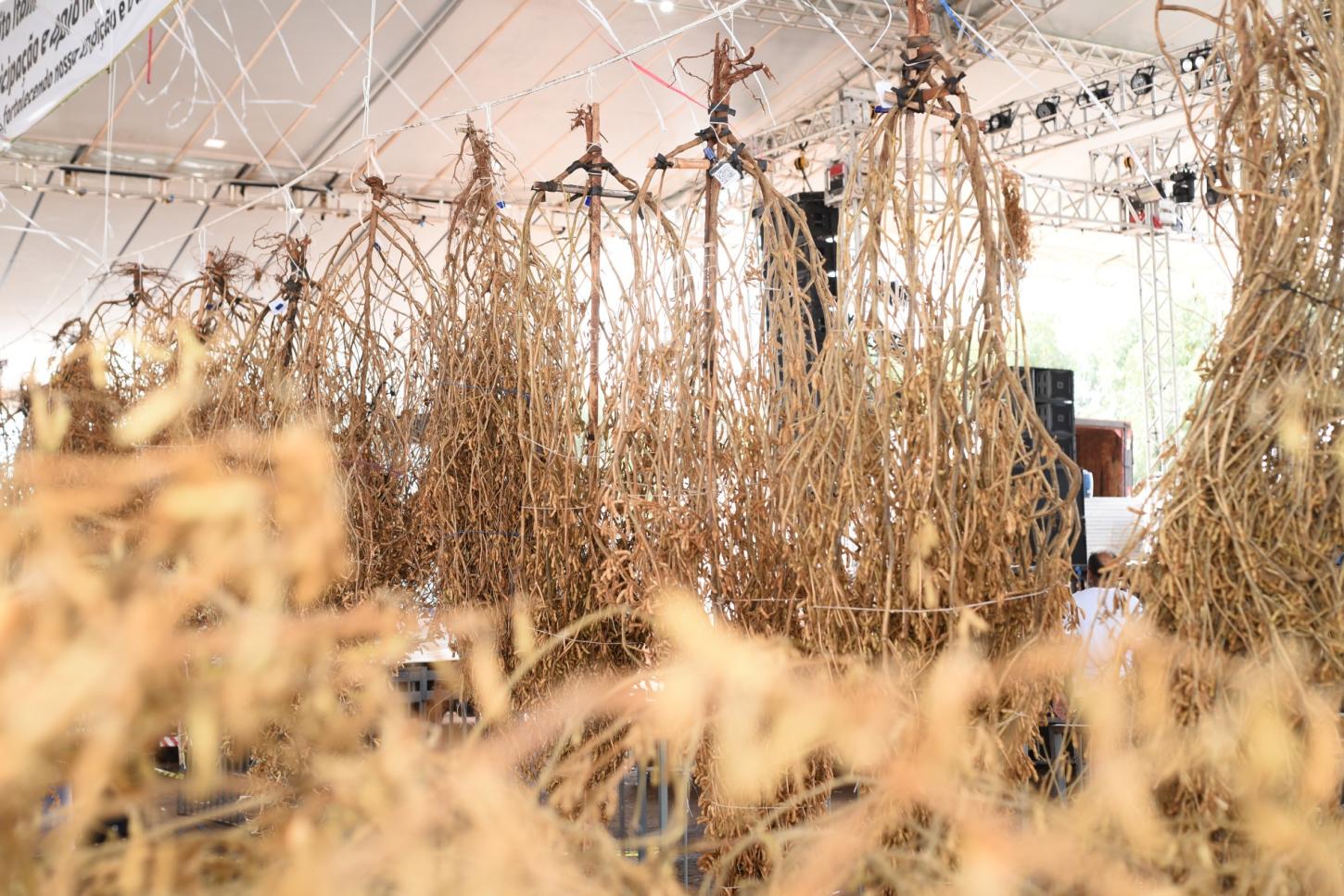Laguna Carapã transforma o Pé de Soja Solteiro em vitrine de organização, público recorde e força produtiva