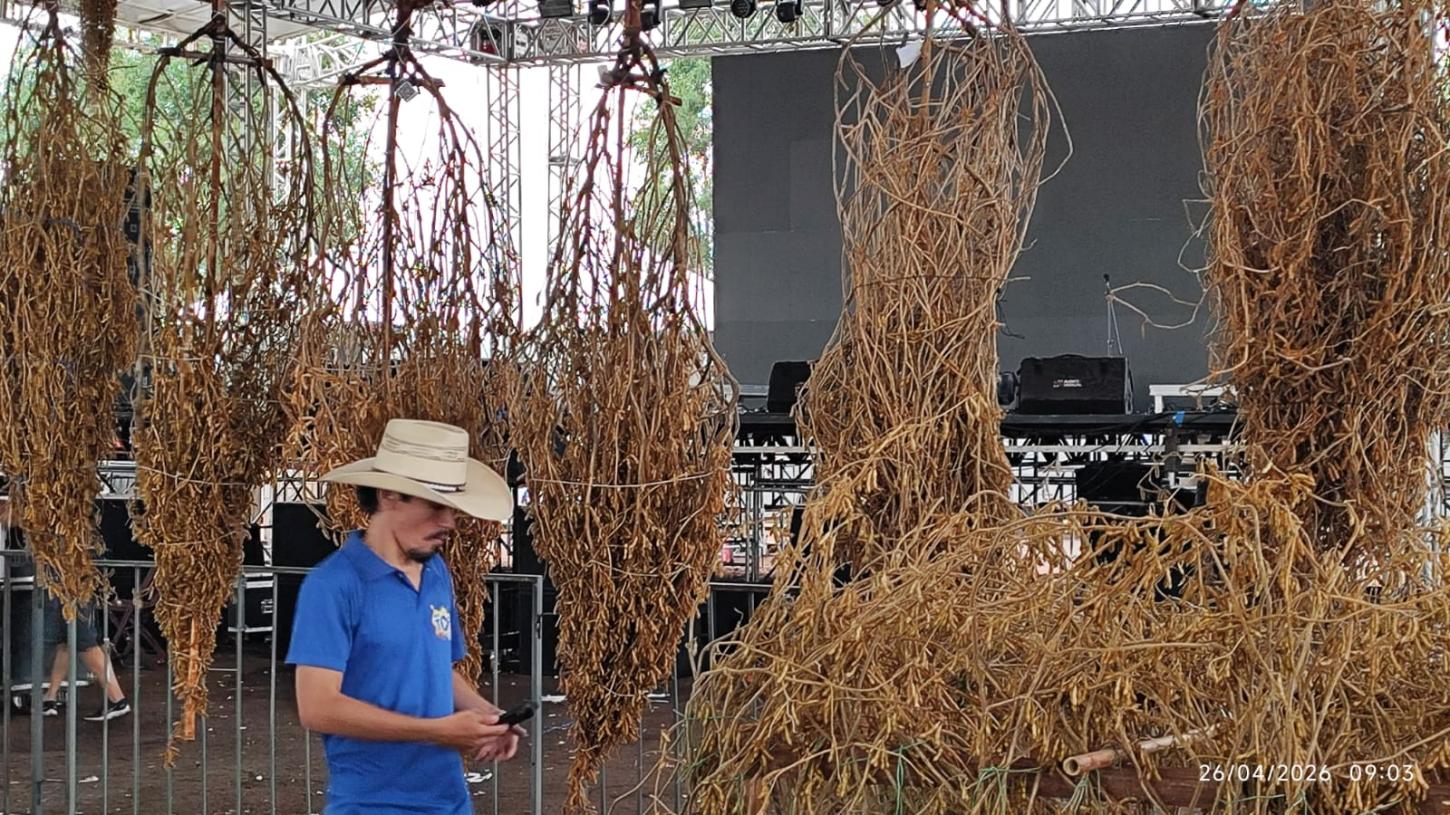 Pés de soja inscritos no 26º Concurso do Pé de Soja Solteiro, em Laguna Carapã, aguardando a etapa de avaliação e contagem das vagens