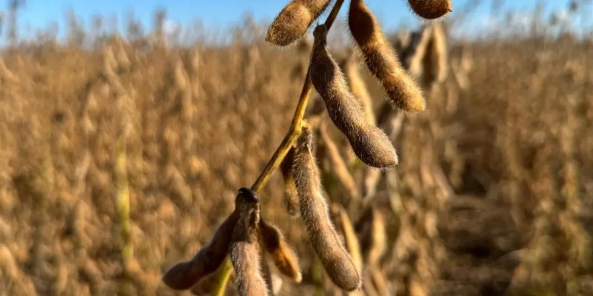 Soja reage em Chicago e devolve algum fôlego ao produtor de Mato Grosso do Sul