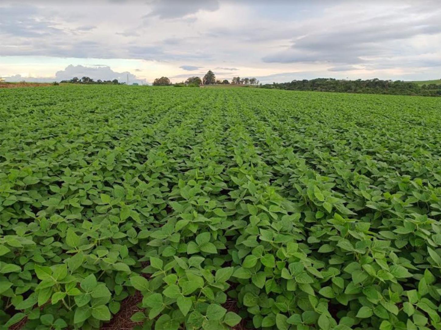 MS já plantou 248,6 mil hectares de soja; o desafio está na chuva