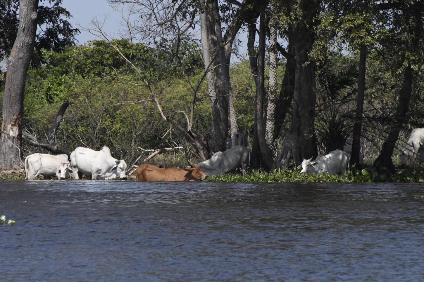No ritmo das águas, pecuária do Pantanal tenta transformar conservação em renda