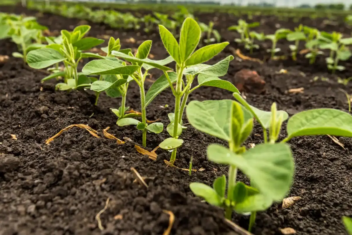 Porteira aberta: Mato Grosso do Sul pode plantar soja a partir desta quarta-feira