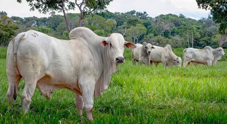 Pecuaristas de MS acompanham o mercado da arroba e avaliam custos, condições dos lotes e prazos de pagamento antes de fechar negócios.