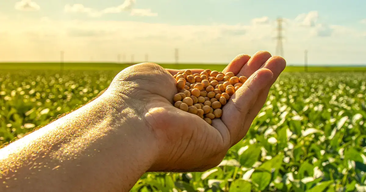 Soja: Mato Grosso do Sul inicia o plantio da nova safra enquanto Chicago tenta reagir; oferta americana maior e demanda chinesa seguem no centro das atenções do produtor