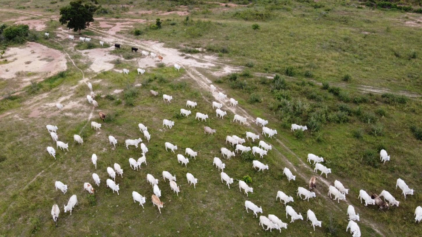 Candidato à reeleição, Riedel sustenta que a permanência da atividade no bioma passa por manejo adequado, certificação, rastreabilidade, assistência técnica e valorização econômica da vegetação nativa