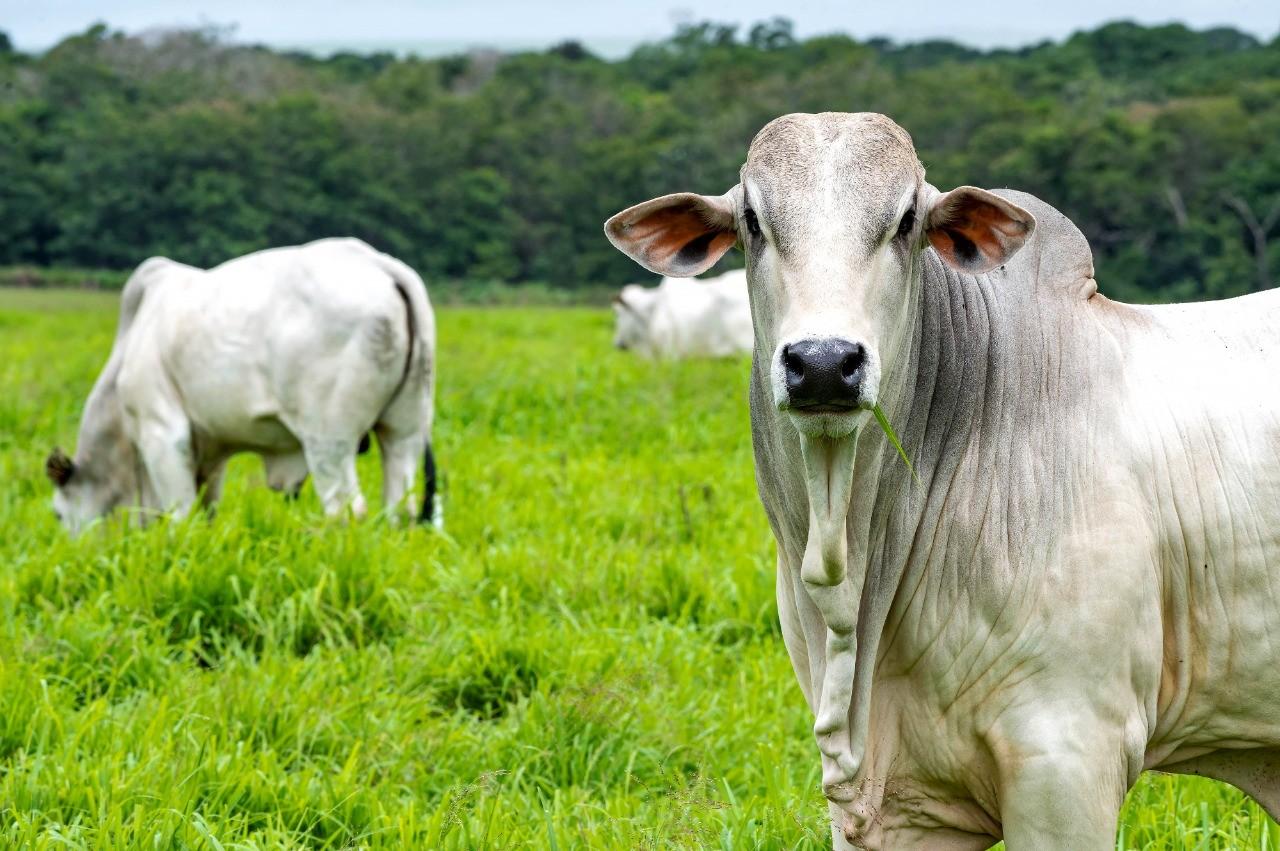 Oferta controlada de animais terminados e escalas curtas de abate sustentam a firmeza do mercado do boi gordo em Mato Grosso do Sul.