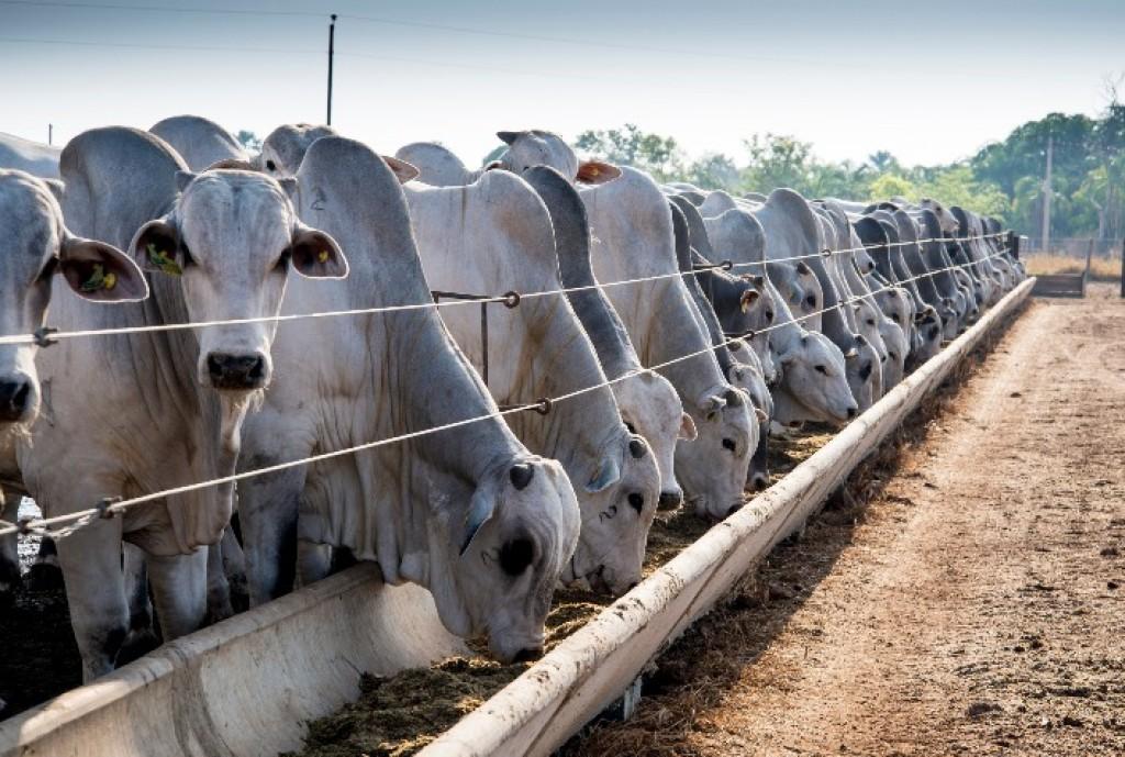 Gado Nelore em confinamento: oferta ajustada e firmeza nas negociações sustentam a arroba e aumentam o poder de barganha do pecuarista