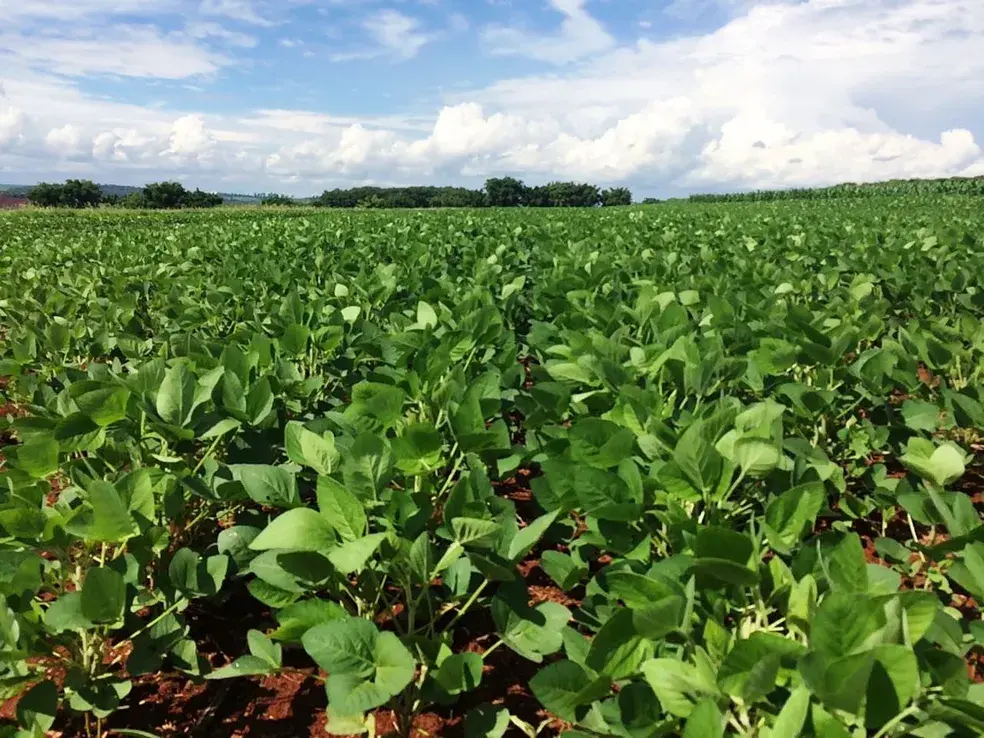 Semeadura da soja 2026/27 está autorizada em Mato Grosso do Sul desde 16/09; umidade do solo e condições de cada área orientam o início dos trabalhos.
