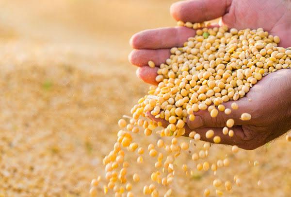 Soja: queda nos EUA muda o cenário para negociar em MS